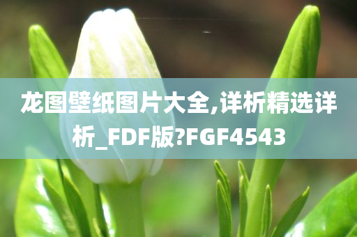 龙图壁纸图片大全,详析精选详析_FDF版?FGF4543